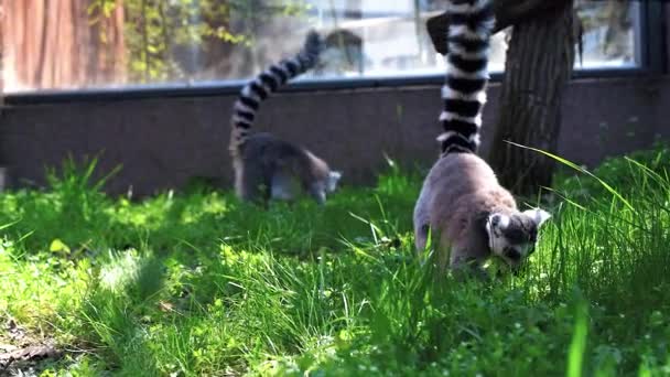 Lemur小さな猿で大きな黒と白の尾が晴れた日に外の木にジャンプします — ストック動画