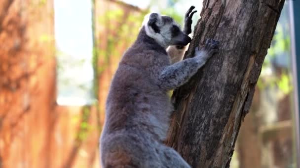 Büyük Siyah Beyaz Kuyruklu Lemur Küçük Maymun Güneşli Bir Günde — Stok video