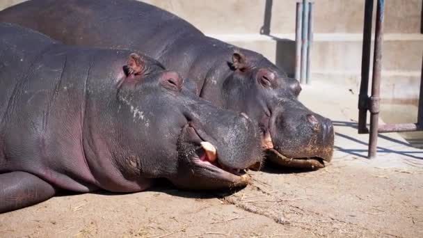 Deux Hippopotames Mâle Femelle Reposant Dormant Sur Sol Tout Bronzant — Video