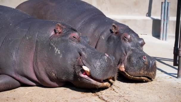 Deux Hippopotames Mâle Femelle Reposant Dormant Sur Sol Tout Bronzant — Video