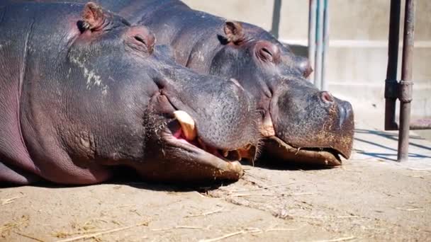 Due Ippopotami Maschio Femmina Che Riposano Dormono Sul Pavimento Mentre — Video Stock