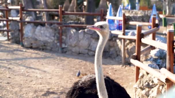 Een Mooie Struisvogel Met Een Lange Nek Observeert Omgeving — Stockvideo