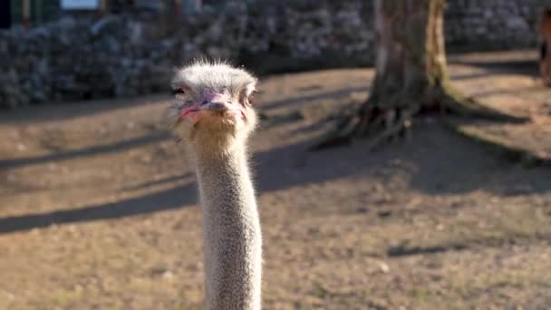 Een Mooie Struisvogel Met Een Gewond Oog Uit Een Gevecht — Stockvideo