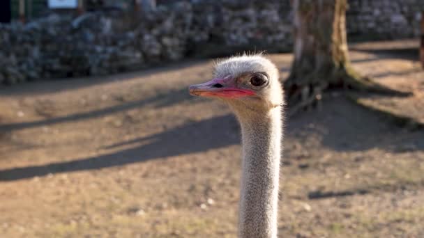 Een Mooie Struisvogel Met Een Lange Nek Observeert Omgeving — Stockvideo