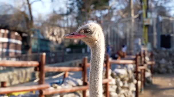 Een Mooie Struisvogel Met Een Lange Nek Observeert Omgeving — Stockvideo