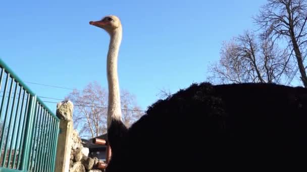 Een Mooie Struisvogel Met Een Lange Nek Observeert Omgeving — Stockvideo