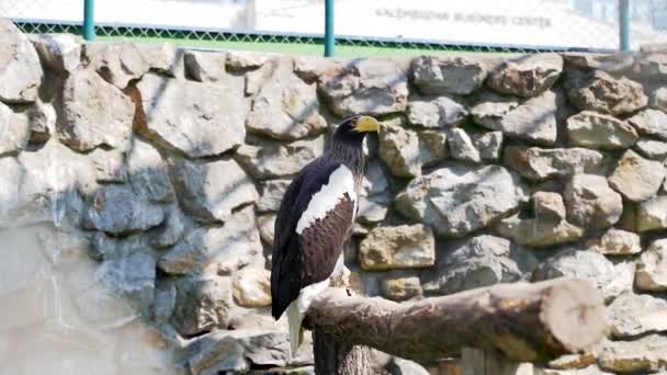 Eagle Large Yellow Beak Stands Branch — Stock Video