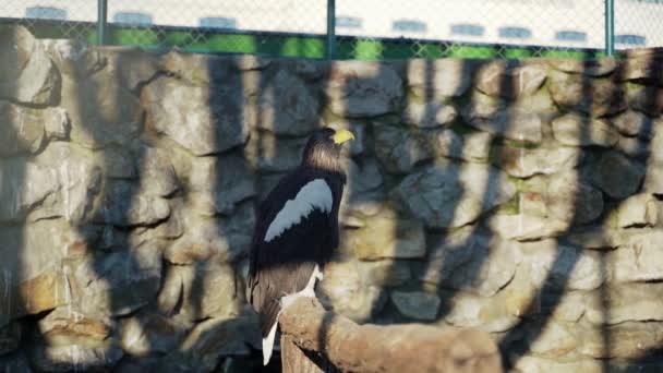 Large Eagle Sharp Yellow Beak Long Feathers Observes Surroundings — Stock Video