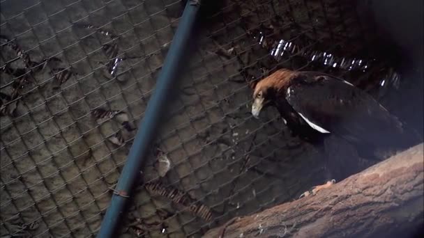 一只棕色的鹰站在室内的树枝上 — 图库视频影像