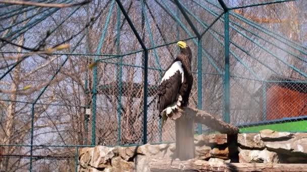 Eagle Large Yellow Beak Stands Branch — Stock Video