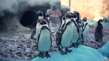 Bir grup meraklı küçük penguen havuzun kenarında durup suya atlamak için bekliyor.