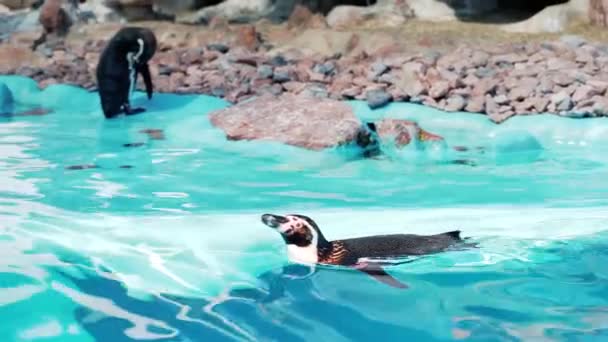 Маленький Пингвин Плавает Кристально Чистом Бассейне — стоковое видео