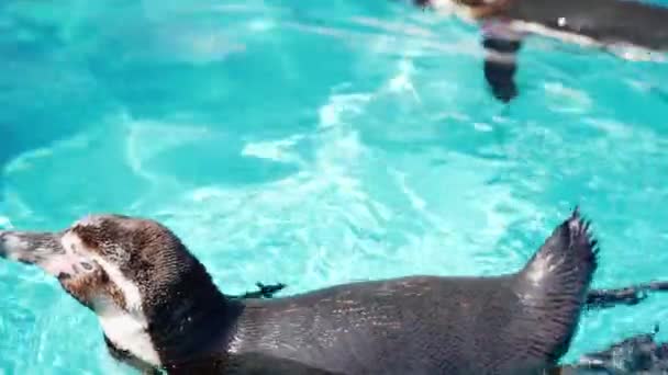 Kleine Waterpinguïn Zwemt Helder Water Schudt Zijn Veren Heel Dicht — Stockvideo