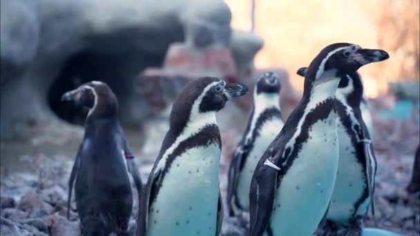 2好奇心をそそる小さなミニペンギンのグループがプールの端に立って水に飛び込むのを待ちます — ストック動画