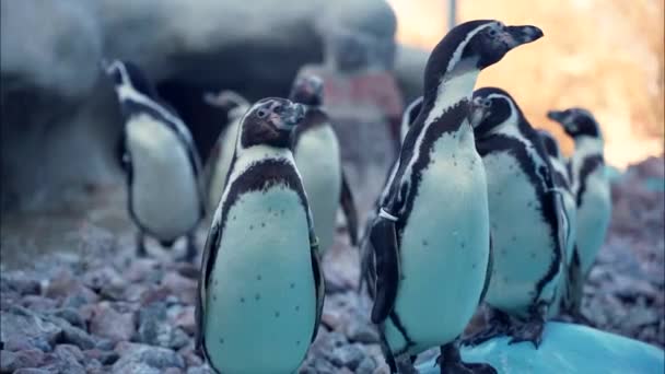 Grupo Pequeños Pingüinos Curiosos Paran Borde Piscina Esperan Saltar Agua — Vídeo de stock