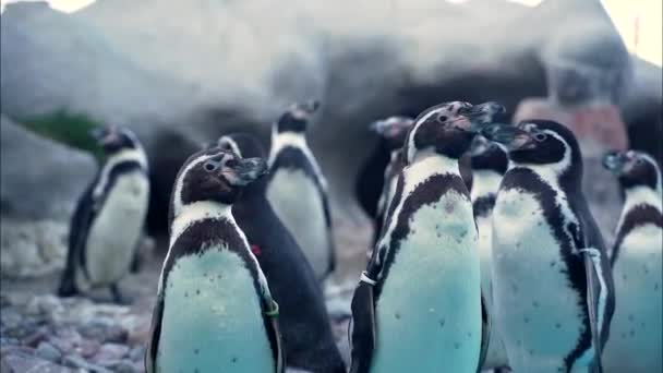 Grupo Pequeños Pingüinos Curiosos Paran Borde Piscina Esperan Saltar Agua — Vídeo de stock