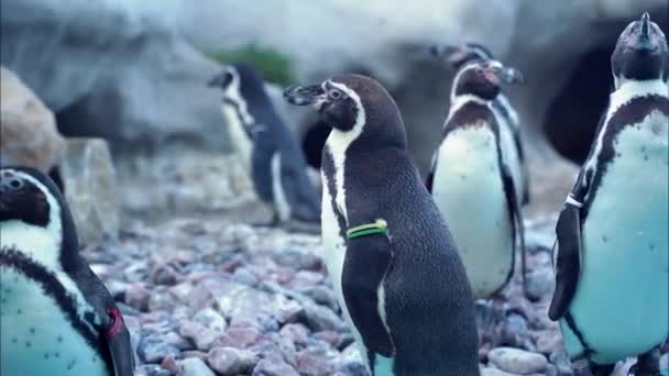 Gruppo Piccoli Pinguini Curiosi Stanno Sul Bordo Della Piscina Aspettano — Video Stock