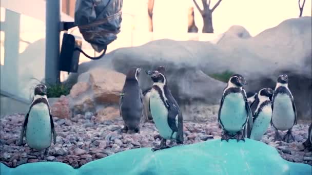 Meraklı Küçük Penguen Grubu Havuzun Kenarında Duruyor Suya Atlamak Için — Stok video