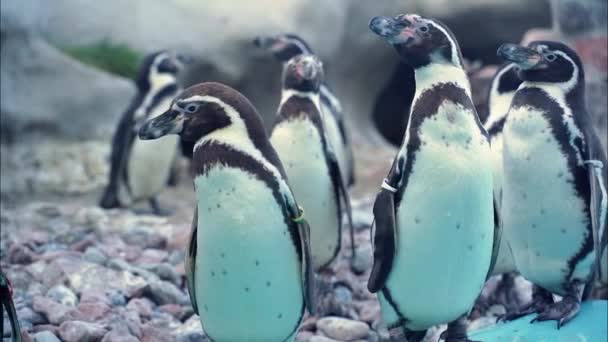 Grupo Pequeños Pingüinos Curiosos Paran Borde Piscina Esperan Saltar Agua — Vídeo de stock