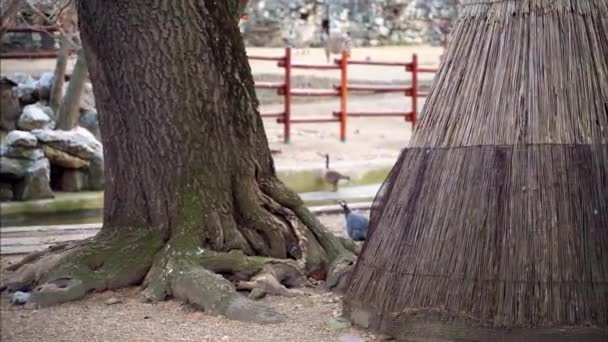 Ambiente Aves Hábitat Aves Diversas — Vídeo de stock