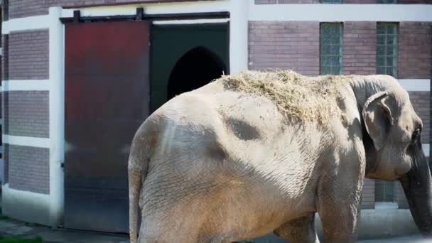Elefante Coberto Com Palha Para Proteger Sol Forte — Vídeo de Stock