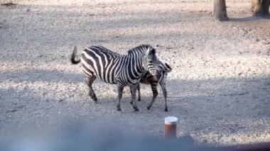 3, zebra bir anne ve bir tay.