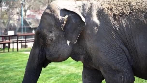 一只长着小耳朵的大象慢慢地走着 可以近距离看到它的皮肤 — 图库视频影像