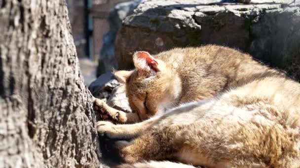 Lince Deitado Dormindo Fora Enquanto Toma Sol Dia Ensolarado — Vídeo de Stock