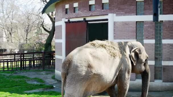 Elefante Coberto Com Palha Para Proteger Sol Forte — Vídeo de Stock