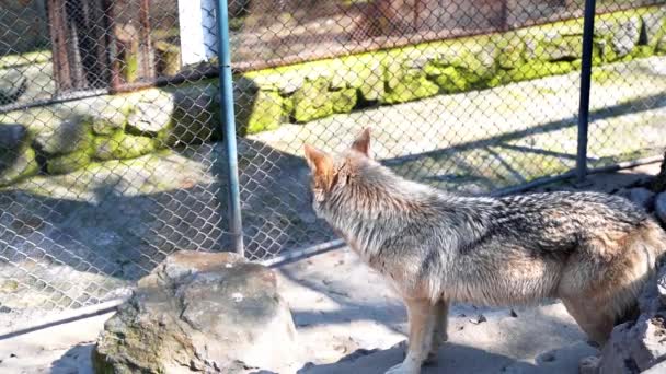 Large Gray Wolf Enclosed Cage Long Hair — Stock Video