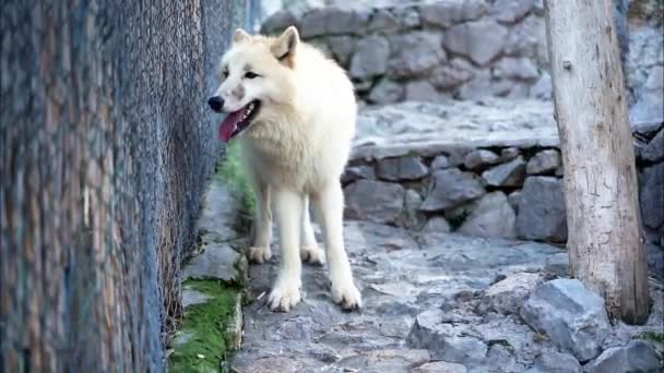 Een Witte Wolf Staat Een Steen Bij Het Hek Kijkt — Stockvideo