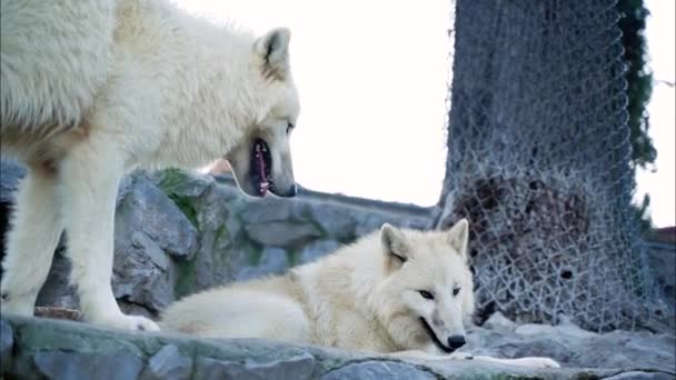 White Wolf Female Chews Meat Lying Stone Sharp Teeth While — Stock Video