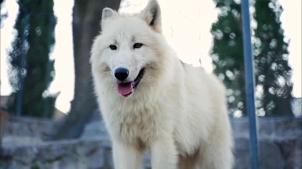 White Wolf Beautiful White Long Hair Stands Lurks — Stock Video