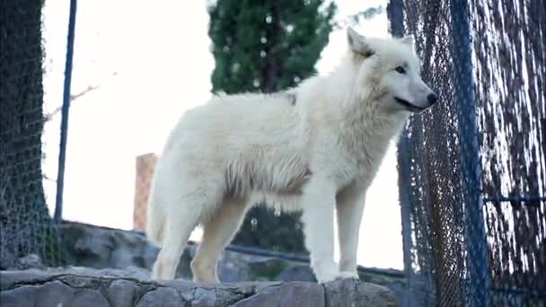 Lobo Branco Com Belos Cabelos Longos Brancos Fica Esconde Sua — Vídeo de Stock