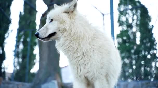 Biały Wilk Liże Się Patrząc Swoją Zdobycz — Wideo stockowe