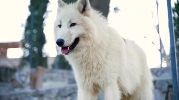 Lobo Branco Com Belos Cabelos Longos Brancos Fica Esconde — Vídeo de Stock