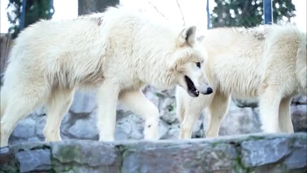 1雄の白狼と雌の白狼が獲物の周りで戦う — ストック動画