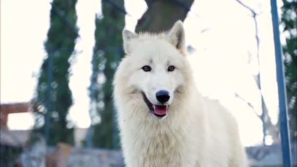 Een Witte Wolf Met Mooie Witte Lange Haarlokken Loert Loer — Stockvideo