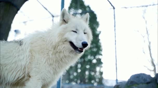 White Wolf Beautiful White Long Hair Stands Lurks — Stock Video