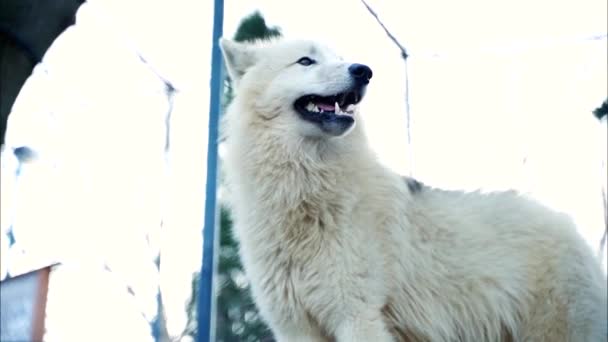 Ένας Λευκός Λύκος Όμορφα Άσπρα Μακριά Μαλλιά Στέκεται Και Παραμονεύει — Αρχείο Βίντεο