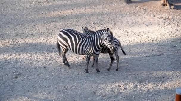 Een Zebra Moeder Met Een Veulen — Stockvideo