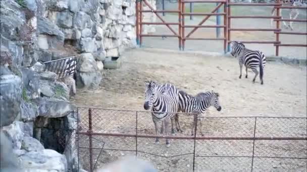 Zebra Met Kleine Veulens Die Hooi Eten — Stockvideo
