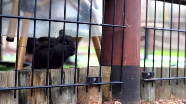 Ein Kleines Schwarzes Kaninchen Kriecht Durch Einen Dünnen Zaun — Stockvideo