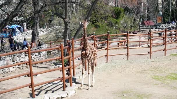 Editorial Uma Girafa Pedindo Comida Lado Uma Cerca Madeira Parque — Vídeo de Stock