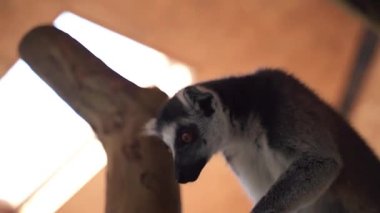 Kapalı bir sığınakta 9 maymun büyük siyah beyaz kuyruklu dallara tırmanıyor.