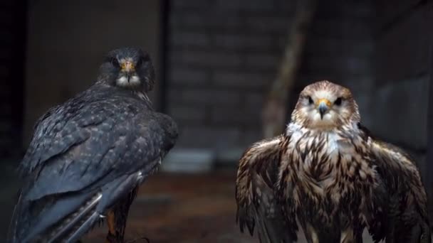 Zwei Vom Regen Durchnässte Falken Mit Nassen Federn Massieren Die — Stockvideo