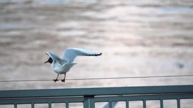 Nehir kenarında bir martı.