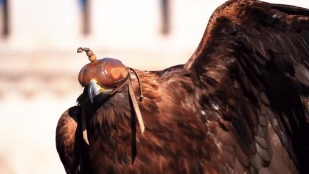 Ein Brauner Adler Mit Ledermütze Auf Dem Kopf Steht Mit — Stockvideo
