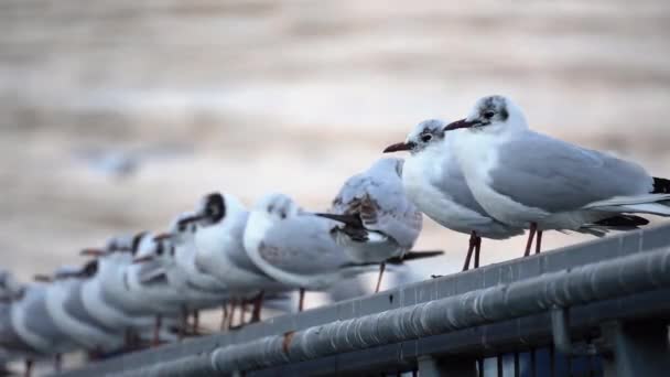 Group Seagulls Flock Flined Fright — стоковое видео