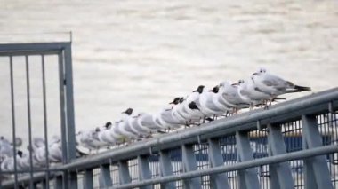 Martılar nehir kenarındaki bir çitin üzerinde kuyrukta bekliyor.